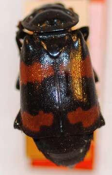 Image of Nicrophorus (Nicrophorus) mongolicus (Shchegoleva-Barovskaya 1933)