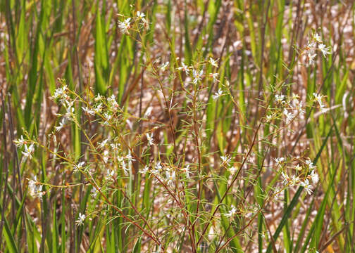 Image of slenderleaf clammyweed