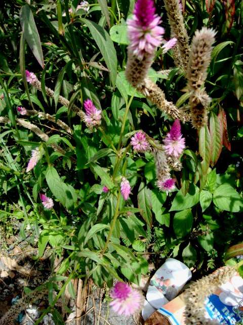 Imagem de Celosia argentea L.