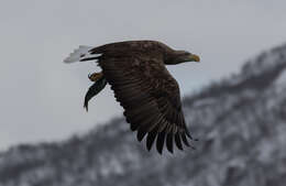 Image of White-tailed Eagle