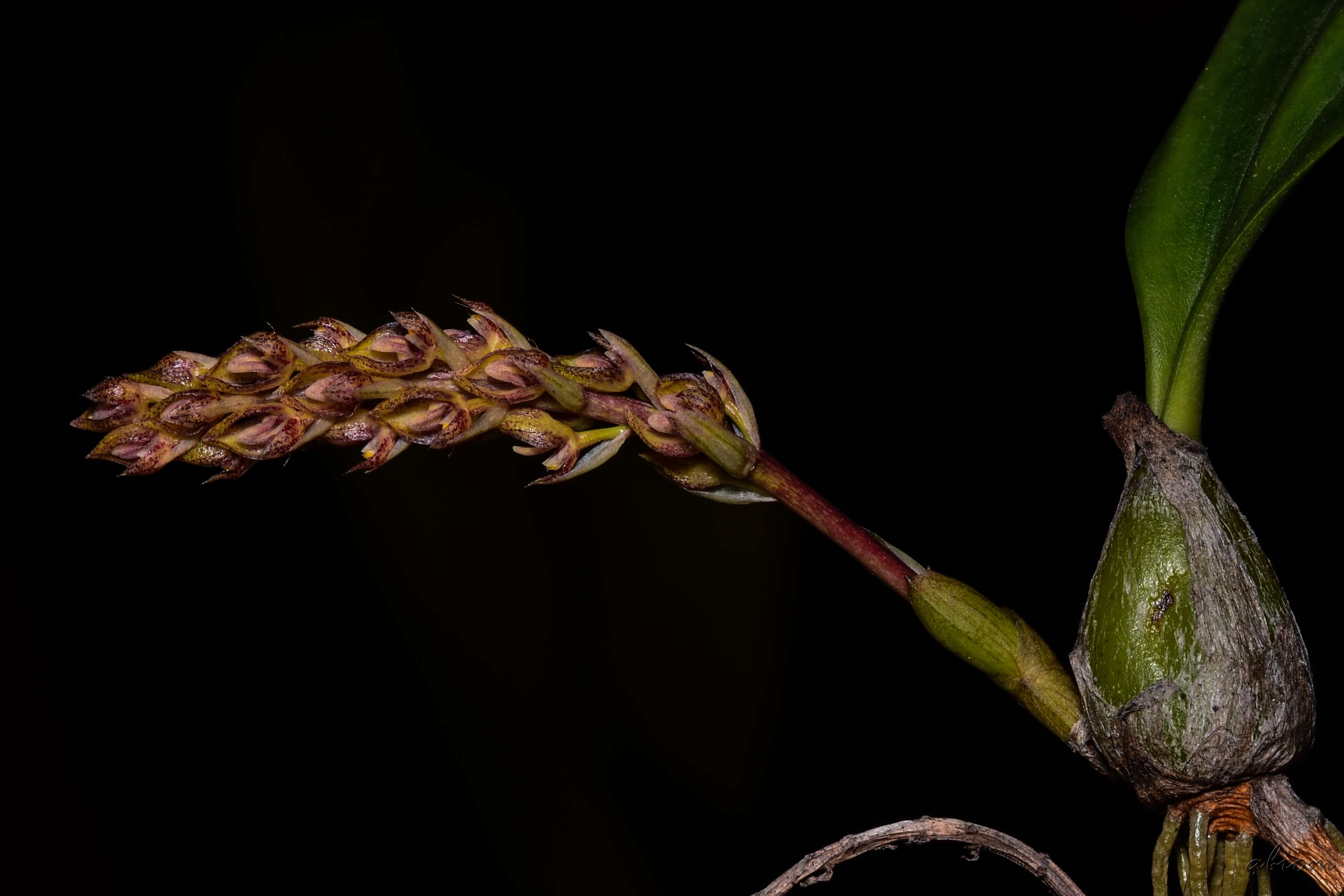 Image de Bulbophyllum morphologorum Kraenzl.