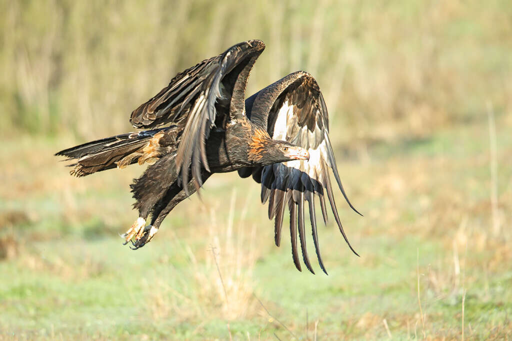 Image of Wedge-tailed Eagle