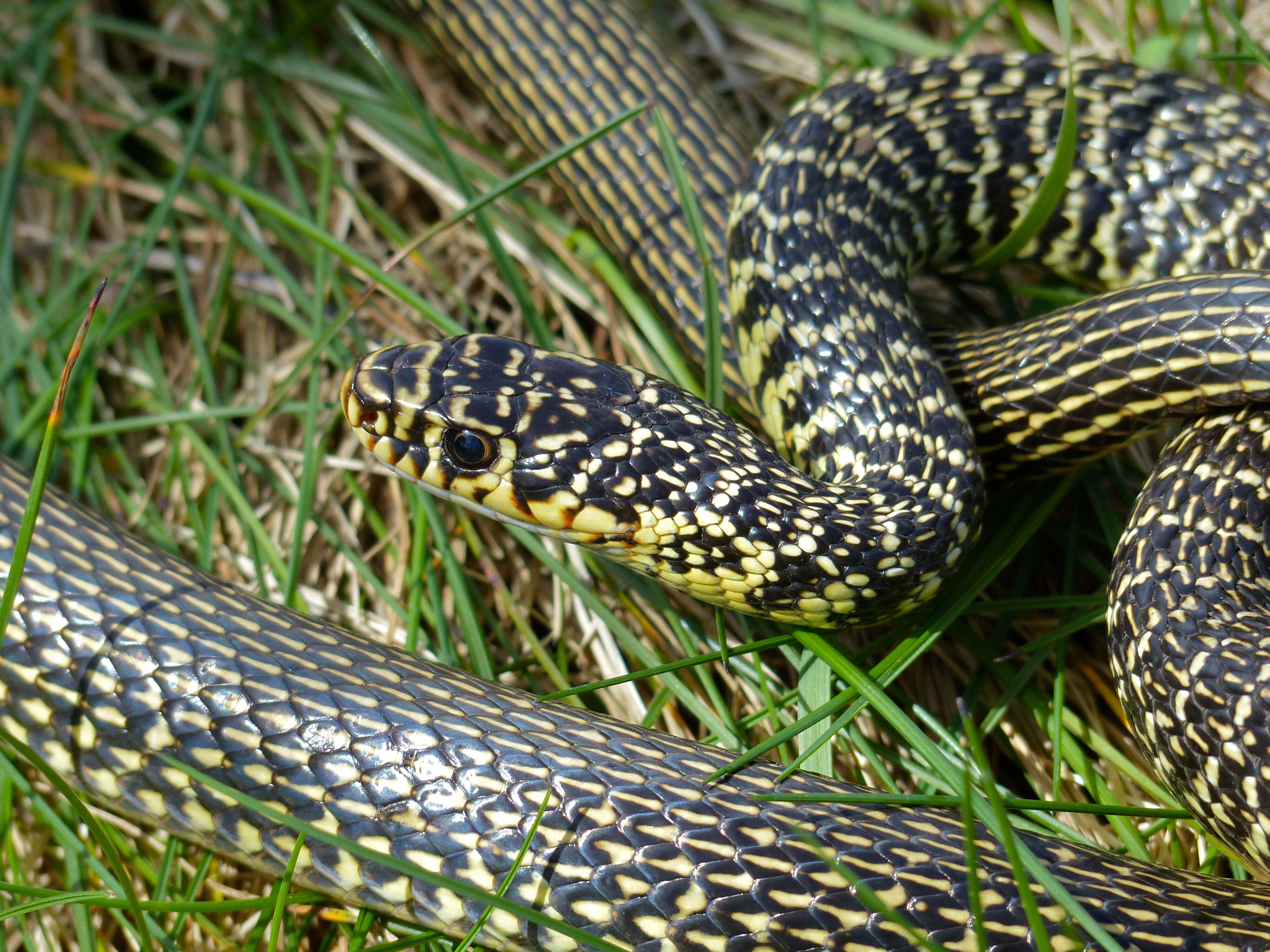 Image of Whip Snakes