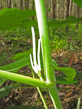 Слика од Piper umbellatum L.