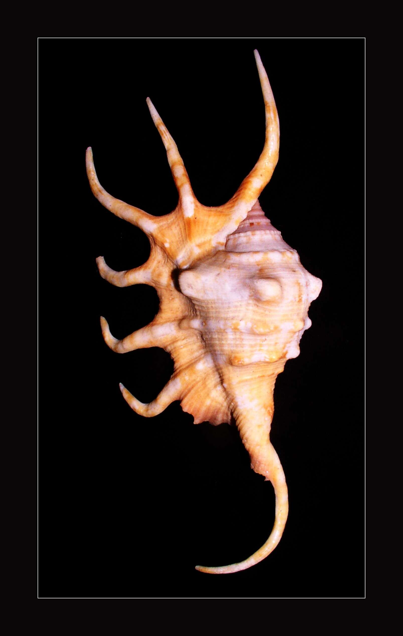 Image of orange spider conch