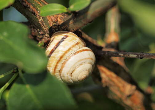 Image of Gastropoda