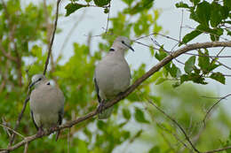 Image of Cape Turtle Dove