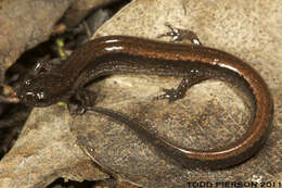 Image of Dwarf Salamander