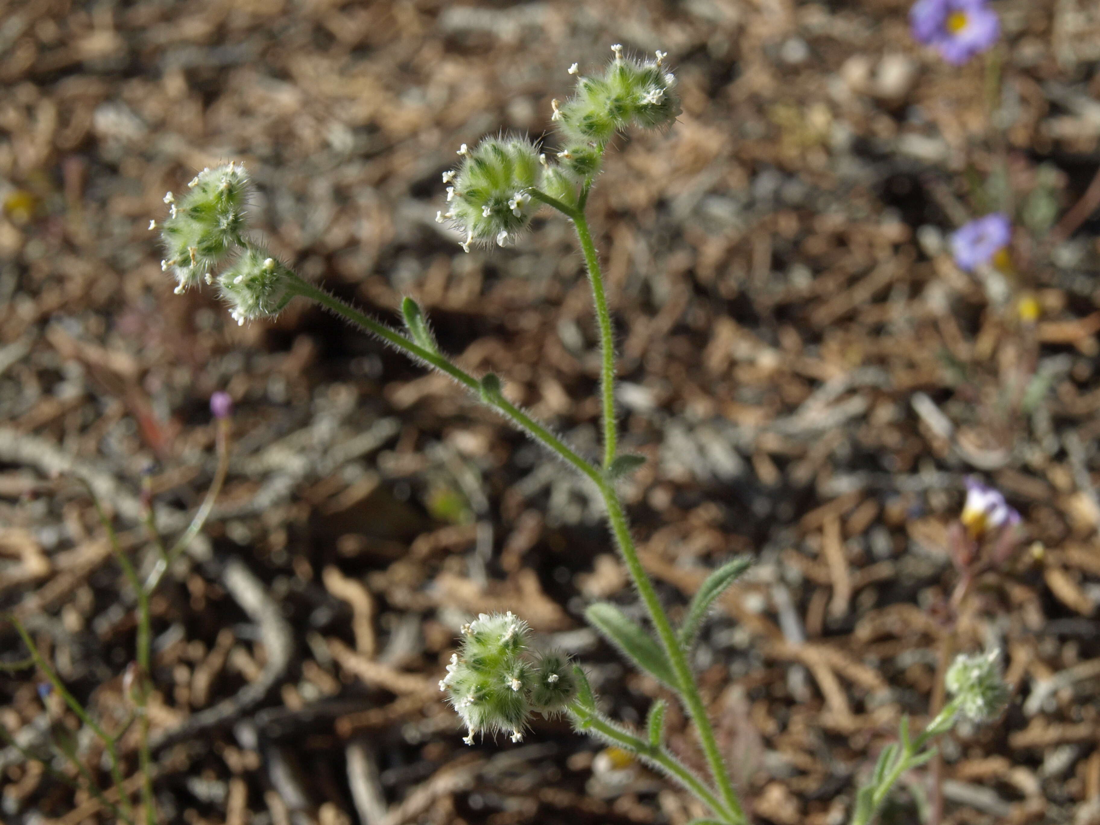 Слика од Cryptantha gracilis Osterh.