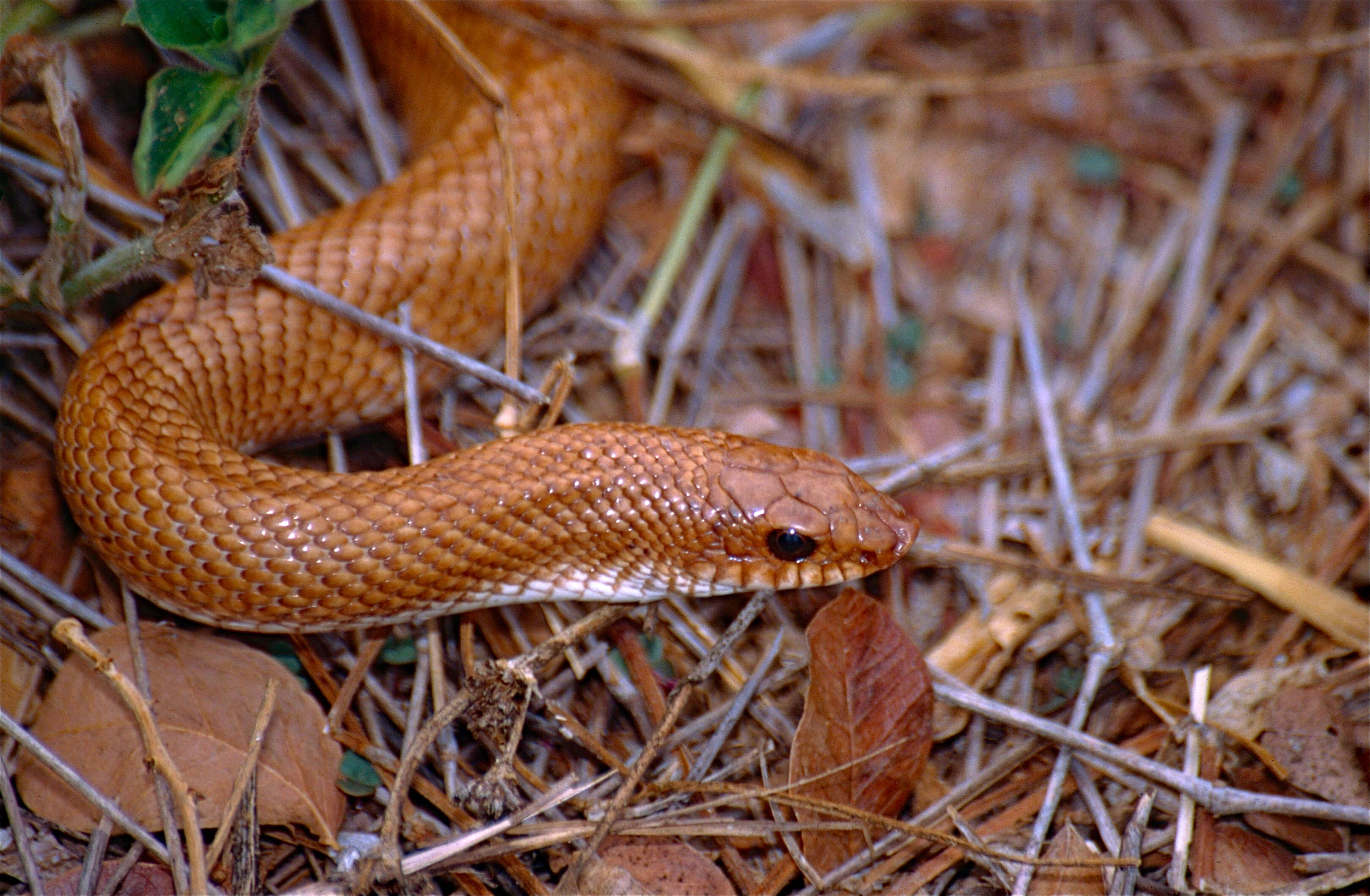 Image of Pseudoxyrhophiinae