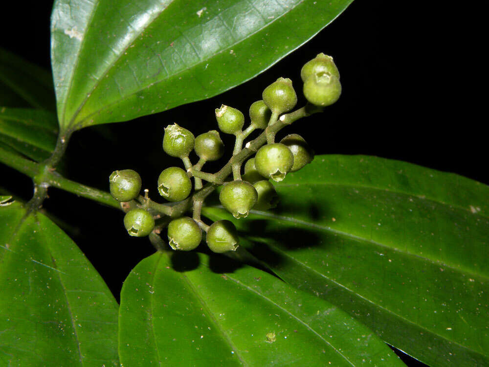 Image of Miconia gracilis Triana