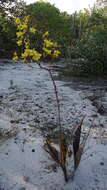 Image of terrestrial cowhorn orchid