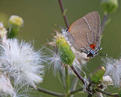 Image of White-M Hairstreak