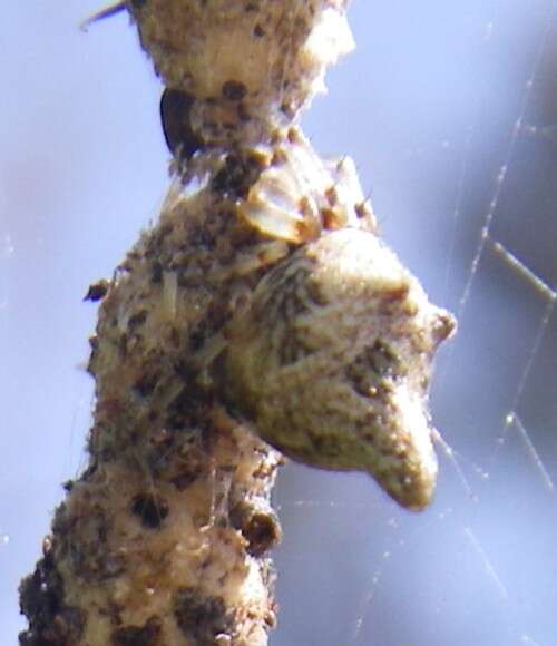 Image of Trashline orbweaver