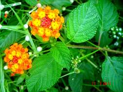 Image of lantana