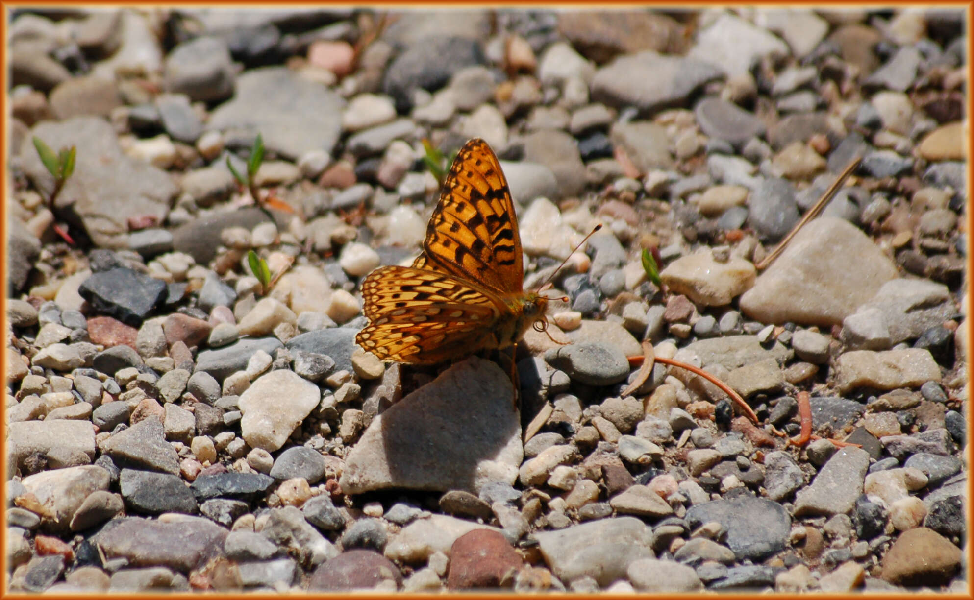 Image of Great Basin Fritillary