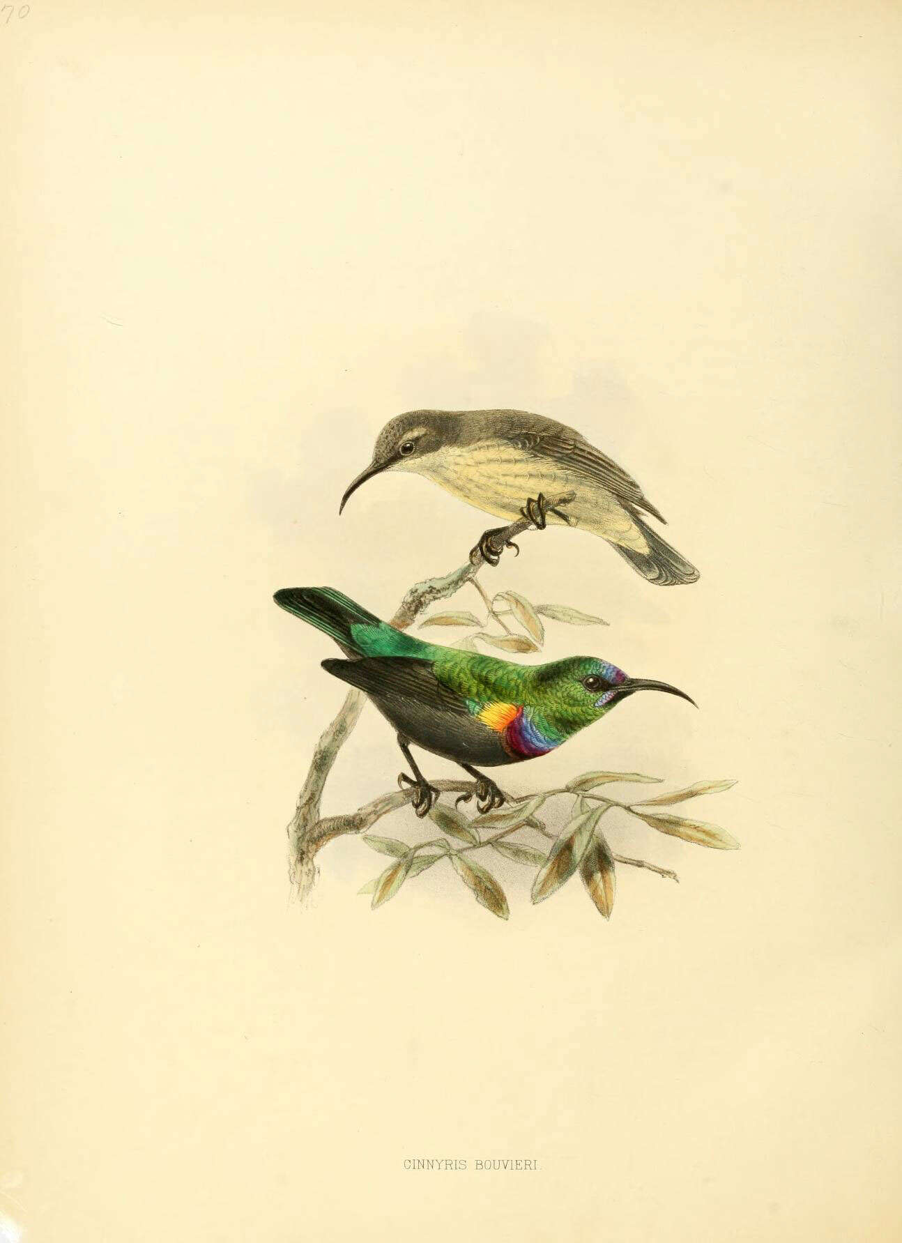 Image of Orange-tufted Sunbird