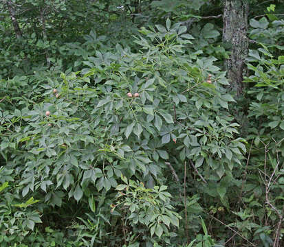 Imagem de Aesculus glabra Willd.