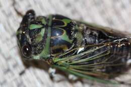 Image of Annual or Dogday Cicadas