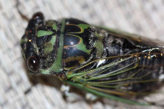 Image of Linne's Annual Cicada