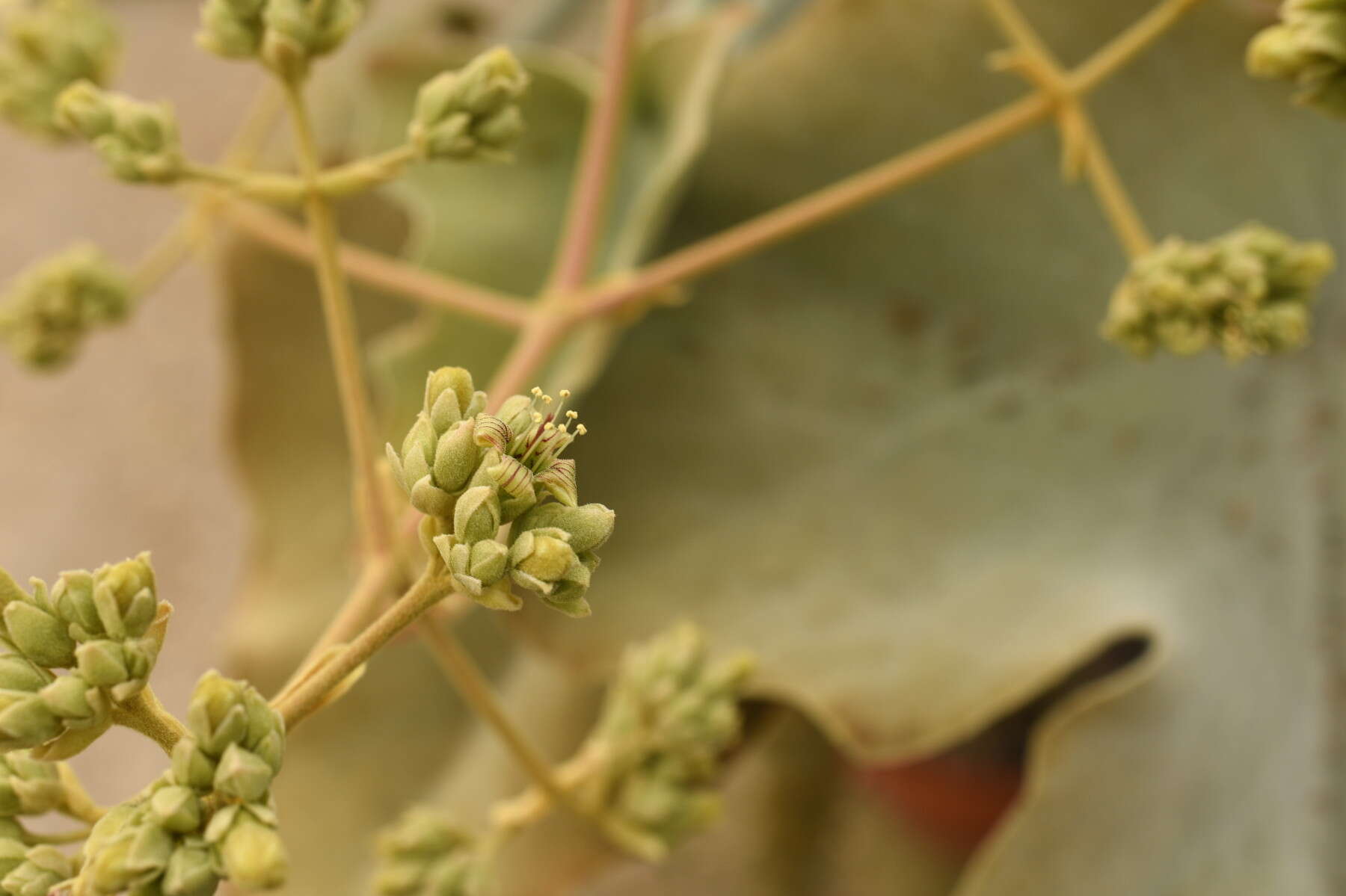 Image of Elephant's ear Kalanchoe