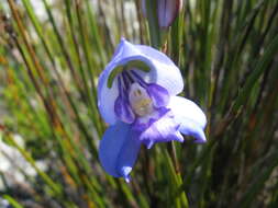 Imagem de Disa graminifolia Ker Gawl. ex Spreng.