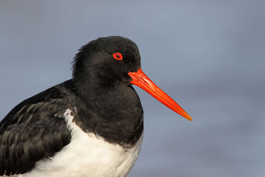 Image of Australian Pied Oystercatcher