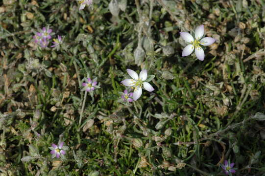 Image of Spergularia media subsp. angustata (Clavaud) Kerguelen & Lambinon