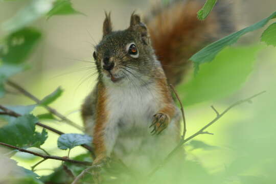 Image of pine squirrel