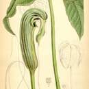 Image of Arisaema galeatum N. E. Br.