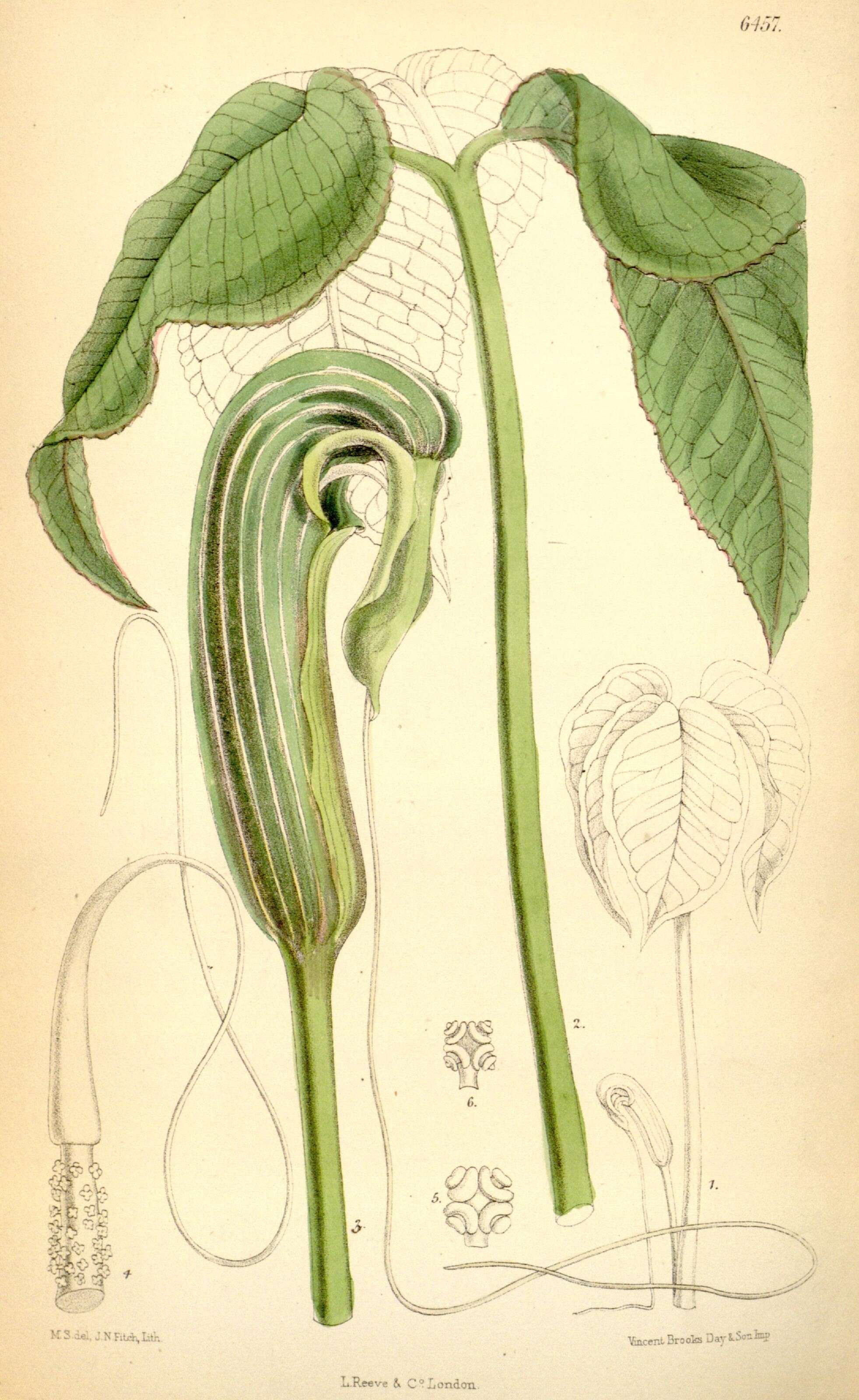 Image of Arisaema galeatum N. E. Br.