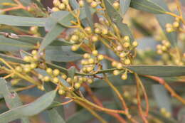 Image de Eucalyptus gracilis F. Müll.