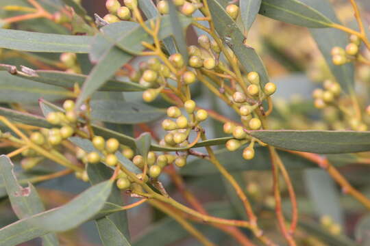 Sivun Eucalyptus gracilis F. Müll. kuva