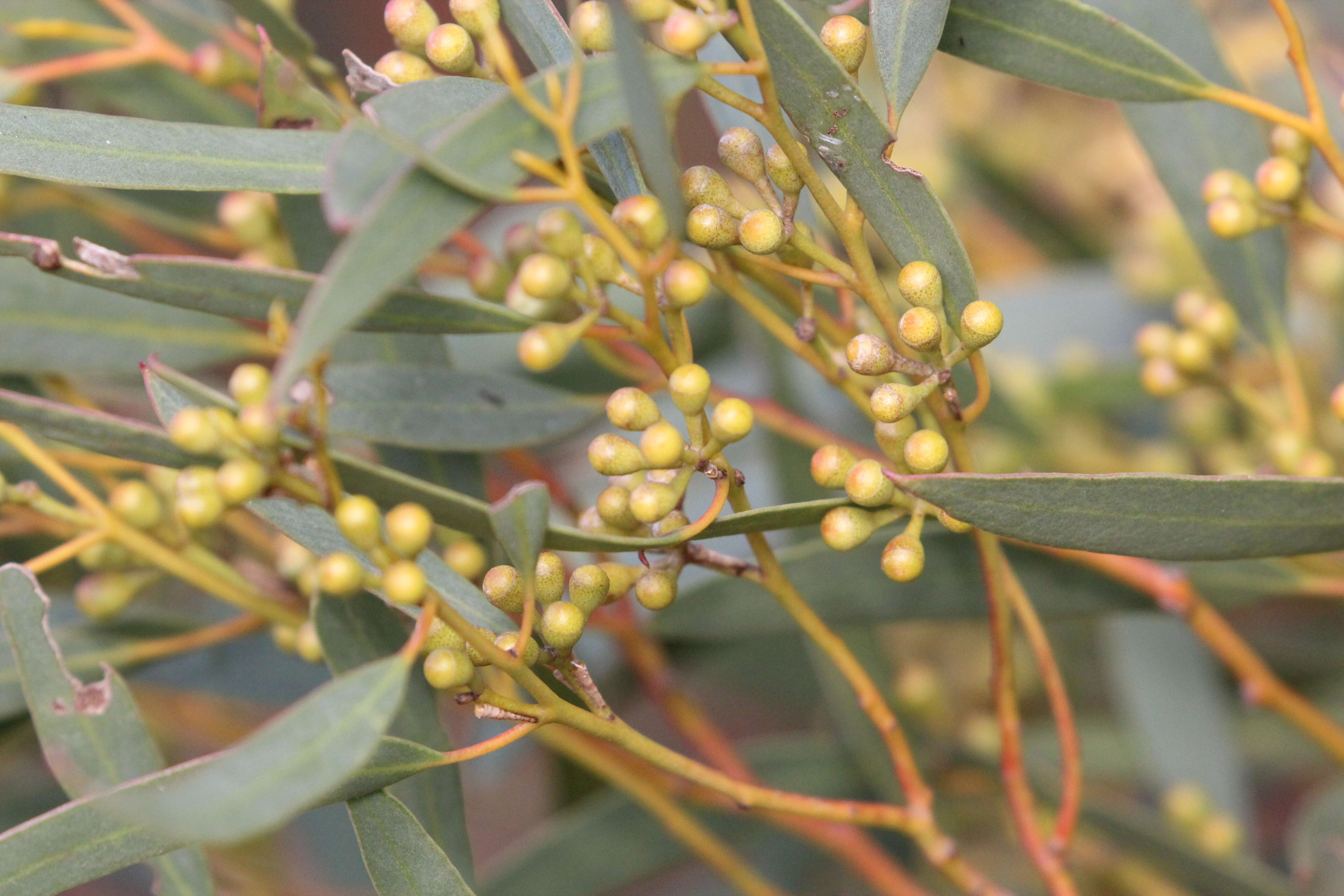 Image de Eucalyptus gracilis F. Müll.