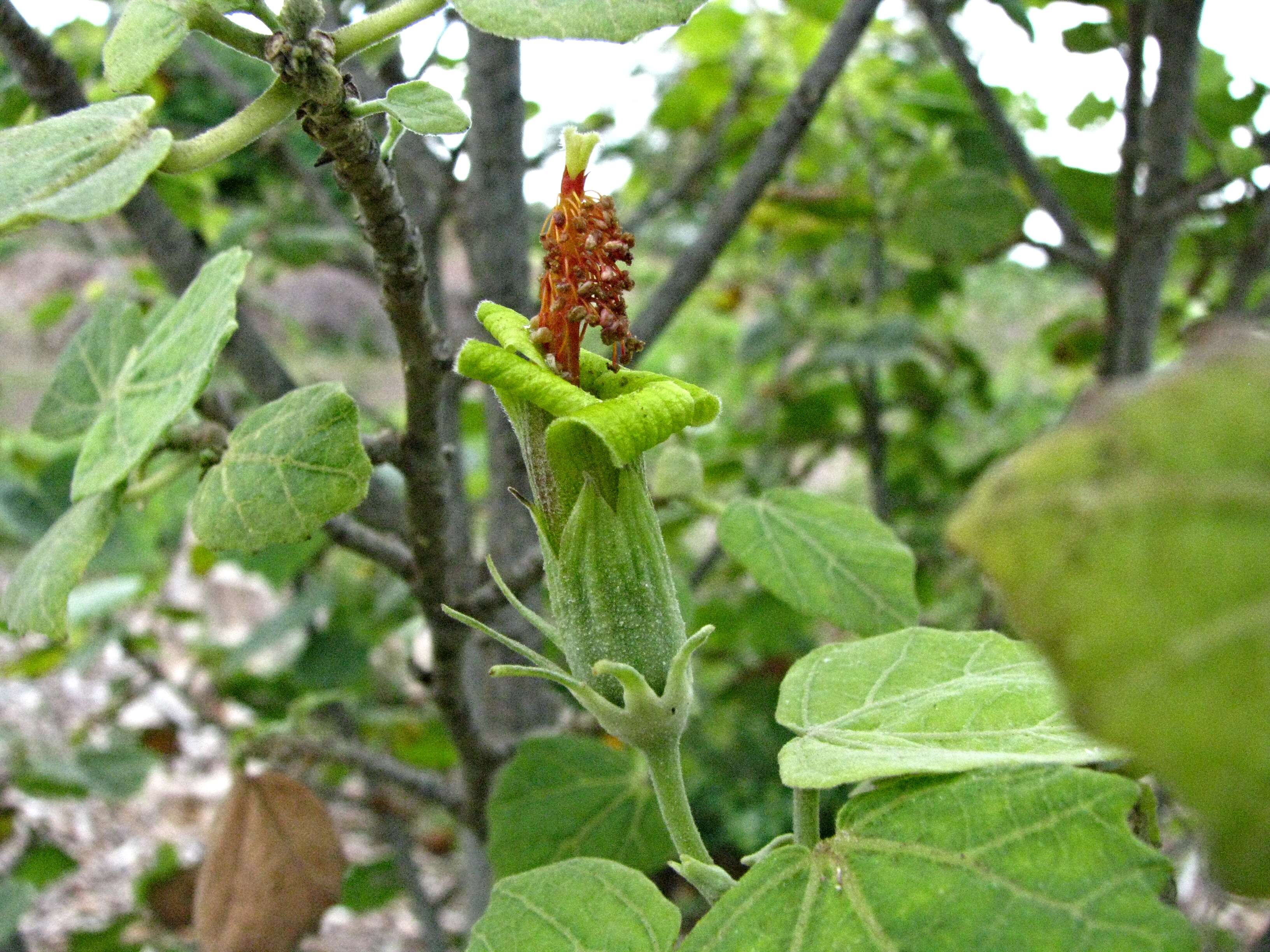 Image of hibiscadelphus