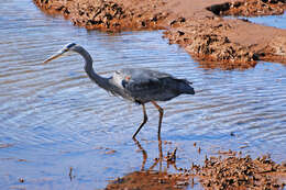 Image of Great Blue Heron