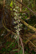 Image of Helleborine