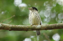 Image of Calyptomenidae