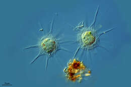 Image of Mycetozoa