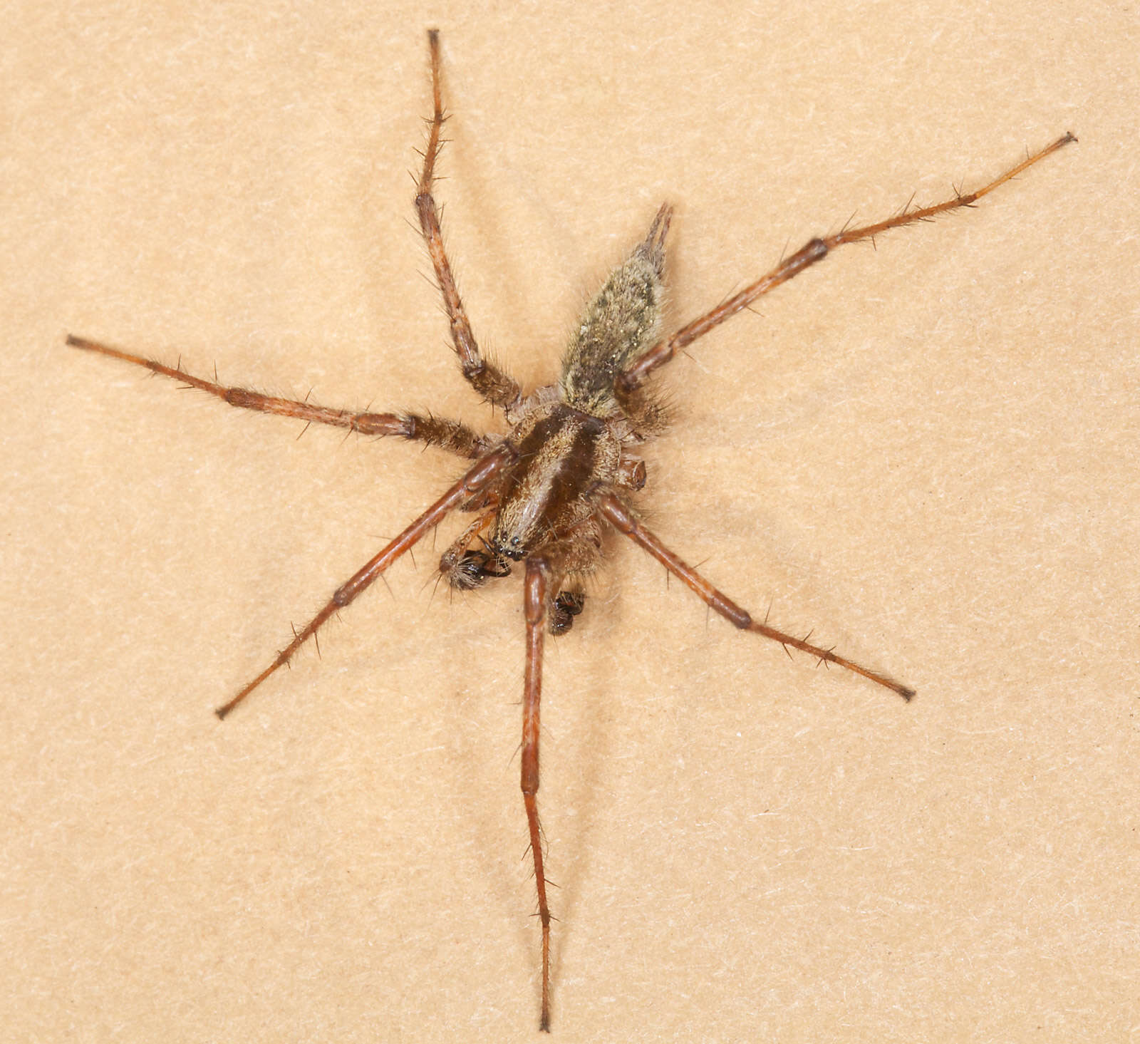 Image of Grass Spiders