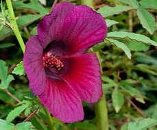 Image of monarch rosemallow