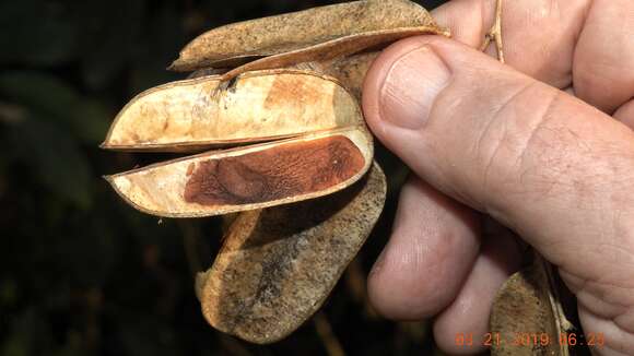 Image of Dioscorea marginata Griseb.