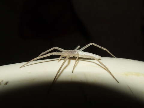 Image of long-legged sac spiders