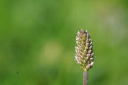 Image of Hoary Plantain