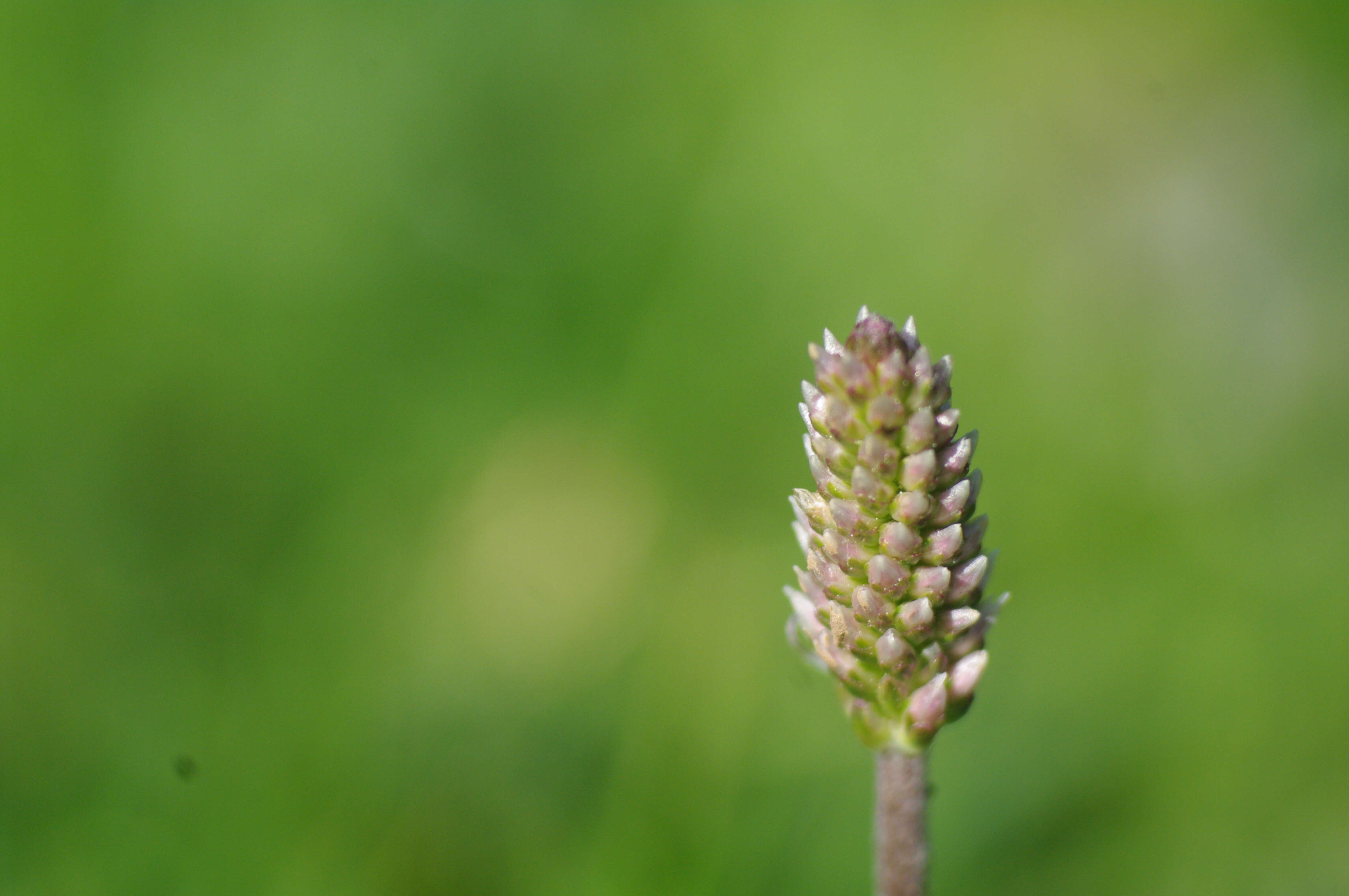 Image of Hoary Plantain