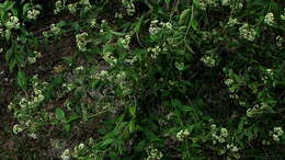 Image of Baccharis rhexioides Kunth