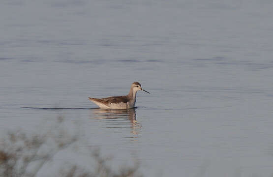 Image of Wilson's Phalarope