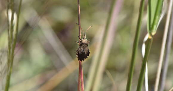 Image of Enoplops