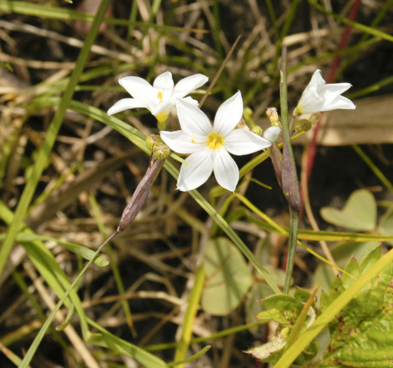 Image of Blue-eyed grass