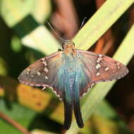 Image of Long-tailed Skipper